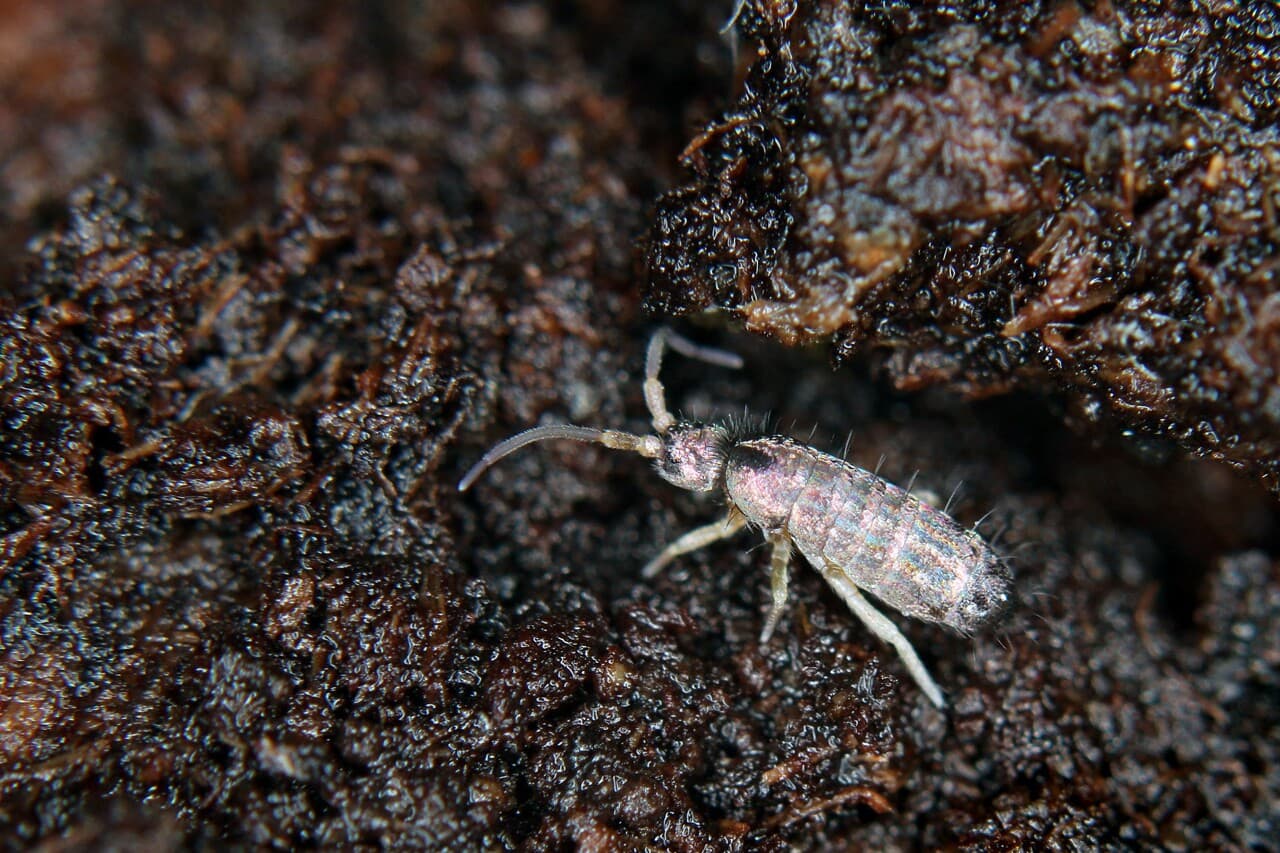 I cullemboli, i picculi acrobati chì invadenu e nostre case